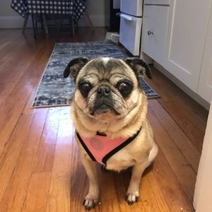 Meet your Posher, Renee